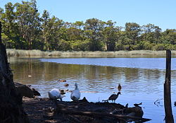 (1)Glenbrook Lagoon 033.jpg