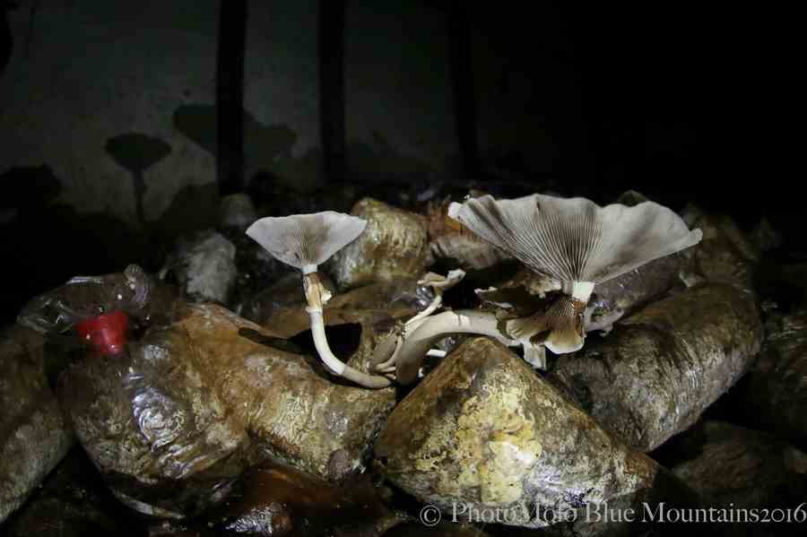 SHROOM FARM (13 of 35).jpg