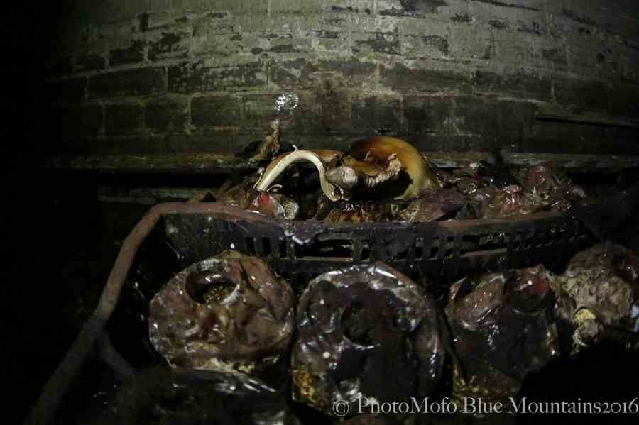 SHROOM FARM (12 of 35).jpg