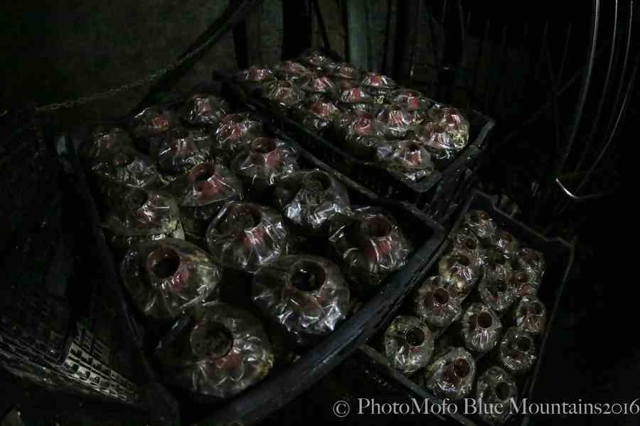 SHROOM FARM (7 of 35).jpg