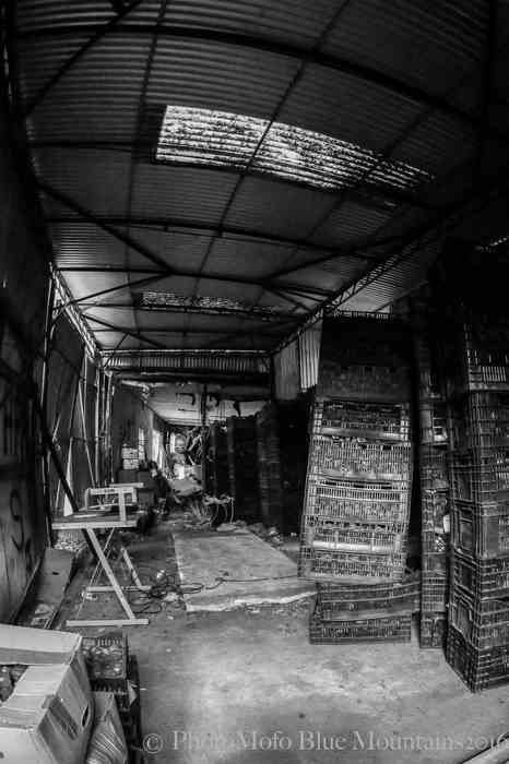 SHROOM FARM (31 of 35).jpg
