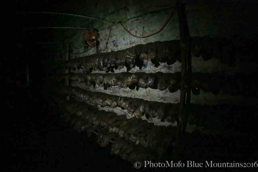 SHROOM FARM (17 of 35).jpg