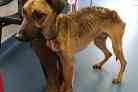 Staving dog found near Hereford