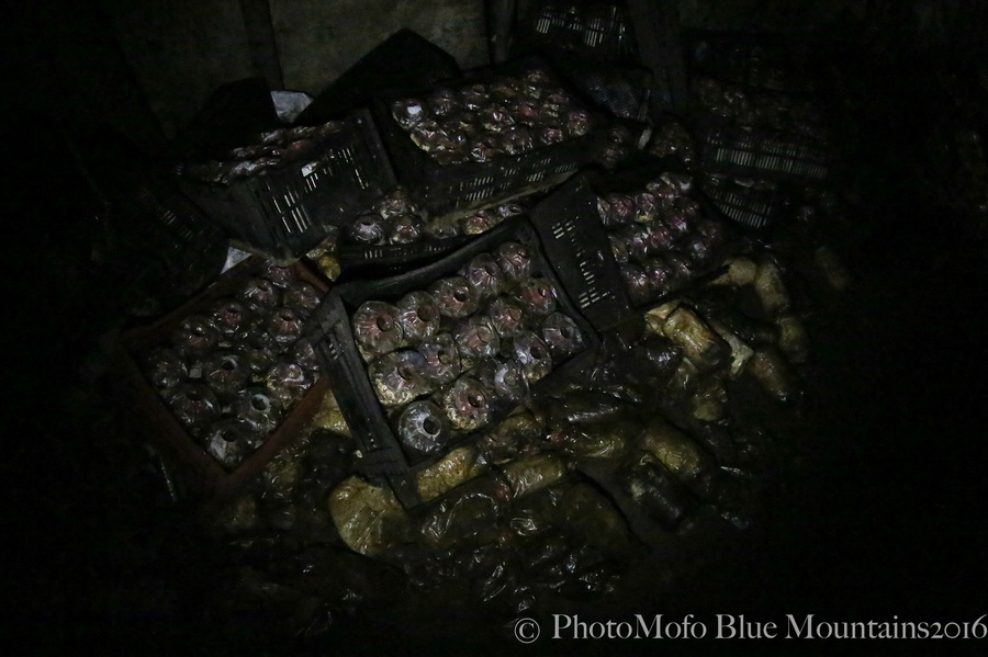SHROOM FARM (8 of 35).jpg