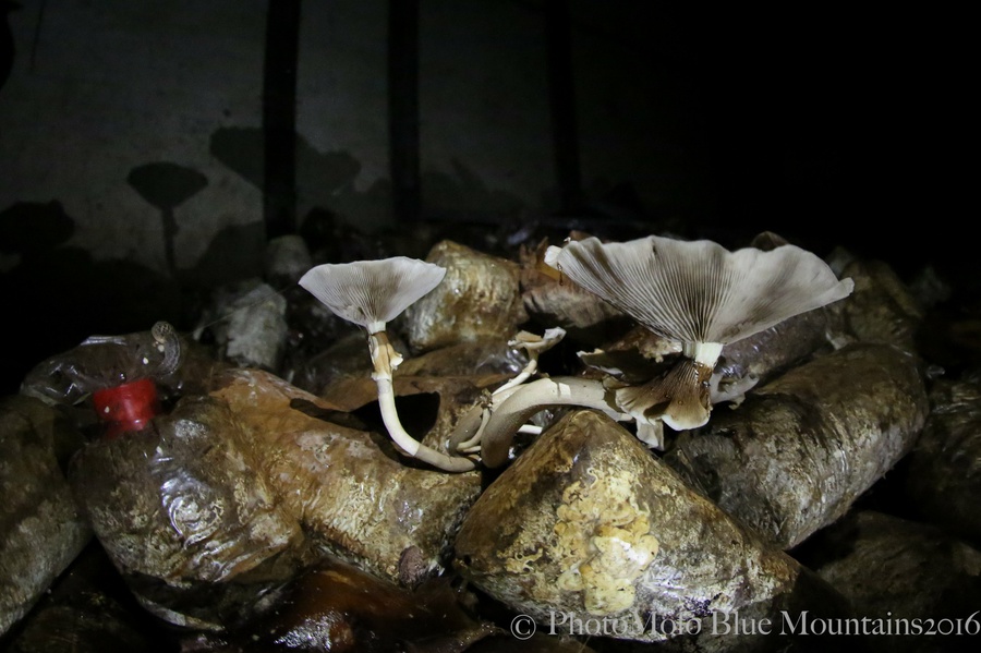 SHROOM FARM (13 of 35).jpg