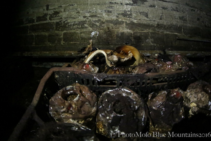 SHROOM FARM (12 of 35).jpg