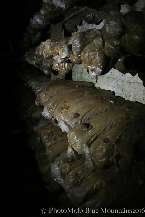 SHROOM FARM (16 of 35).jpg