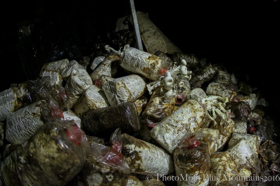 SHROOM FARM (11 of 35).jpg