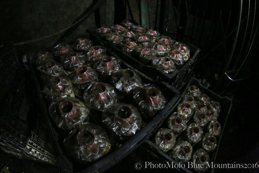 SHROOM FARM (7 of 35).jpg