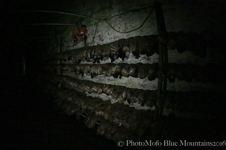 SHROOM FARM (17 of 35).jpg