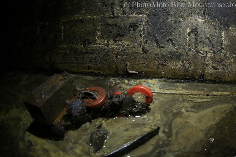 SHROOM FARM (1 of 1)-6.jpg